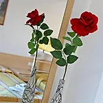 New Primula 3* Rimini