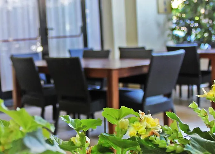 New Primula Ρίμινι