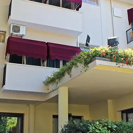 New Primula